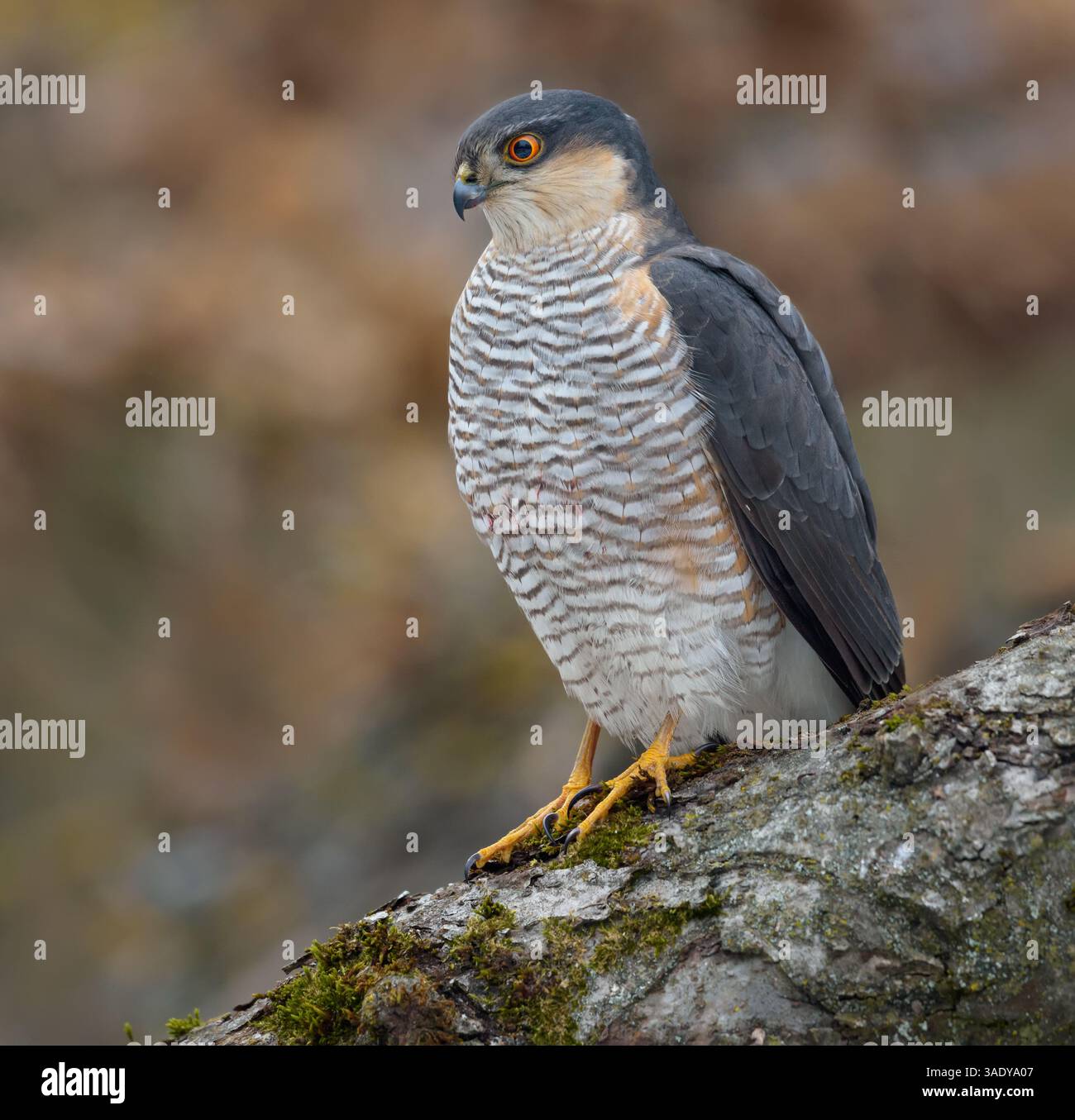 Männlicher eurasischer sparschwein (Accipiter nisus), der sich in der kalten Winterzeit auf dickem Ast posiert Stockfoto