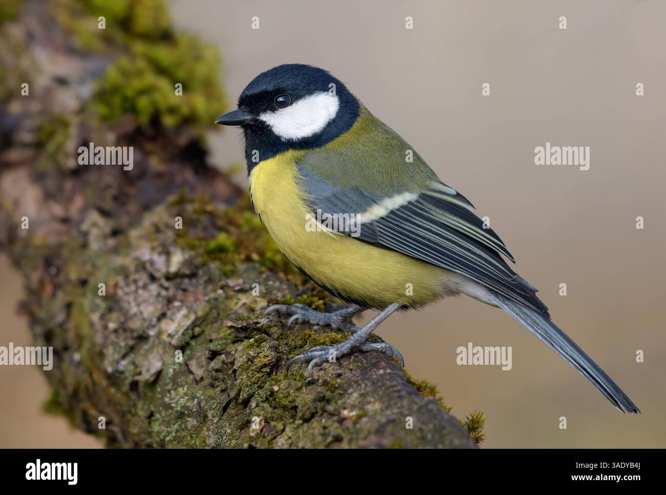 Helle und farbenfrohe Erwachsene Titte (Parus Major) posiert auf einem großen Stock aus Moos Holz Stockfoto
