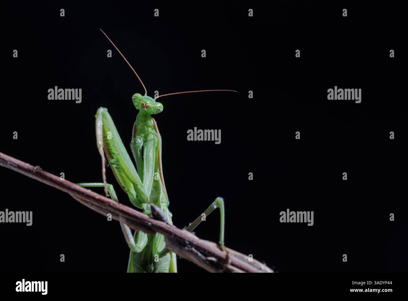 Nahaufnahme eines grünen Beters, der einen Pflanzenstiel klettert, isoliert auf schwarzem Hintergrund im Studio-Licht. Stockfoto