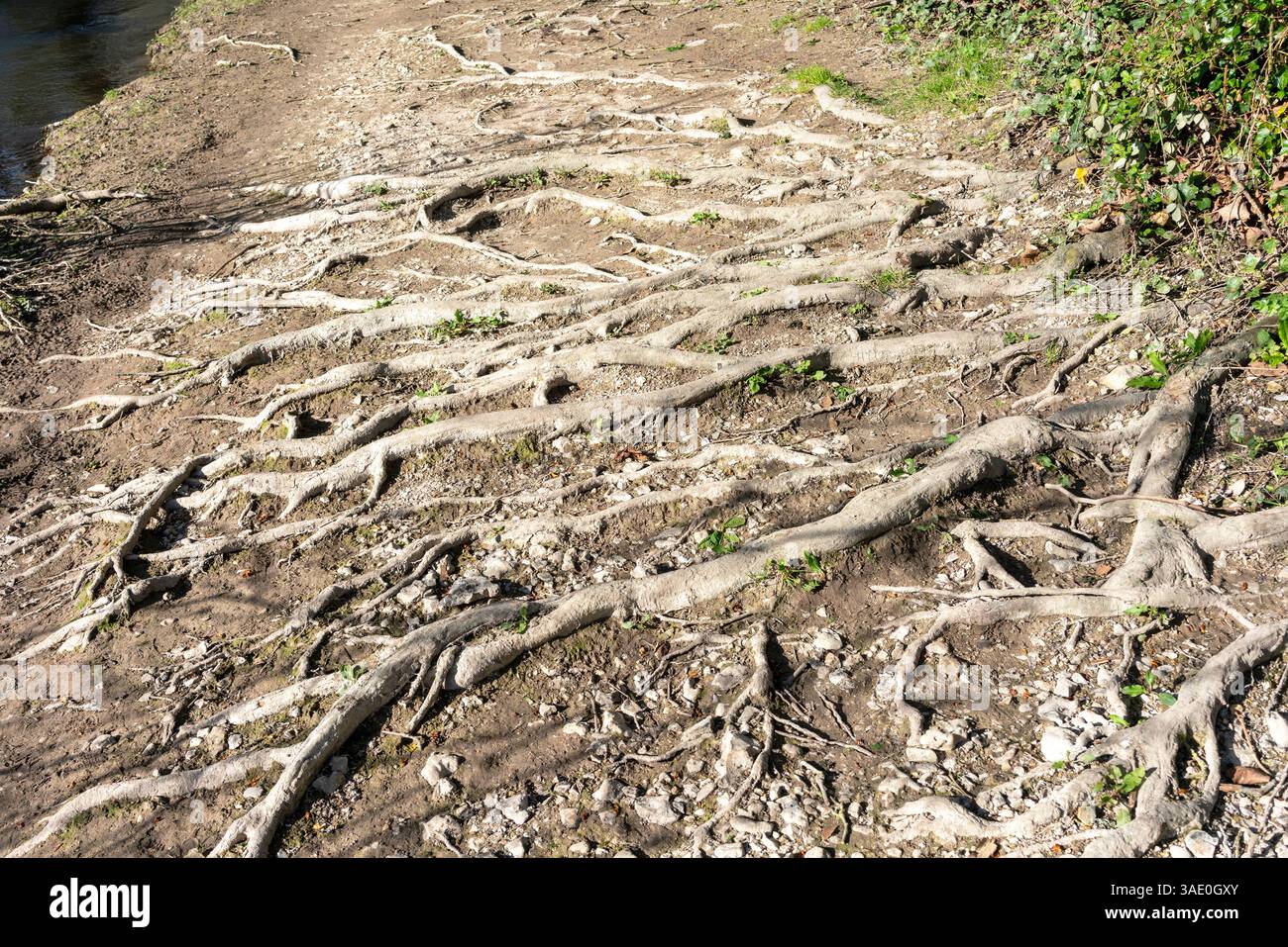 Freiliegende Baumwurzeln Stockfoto