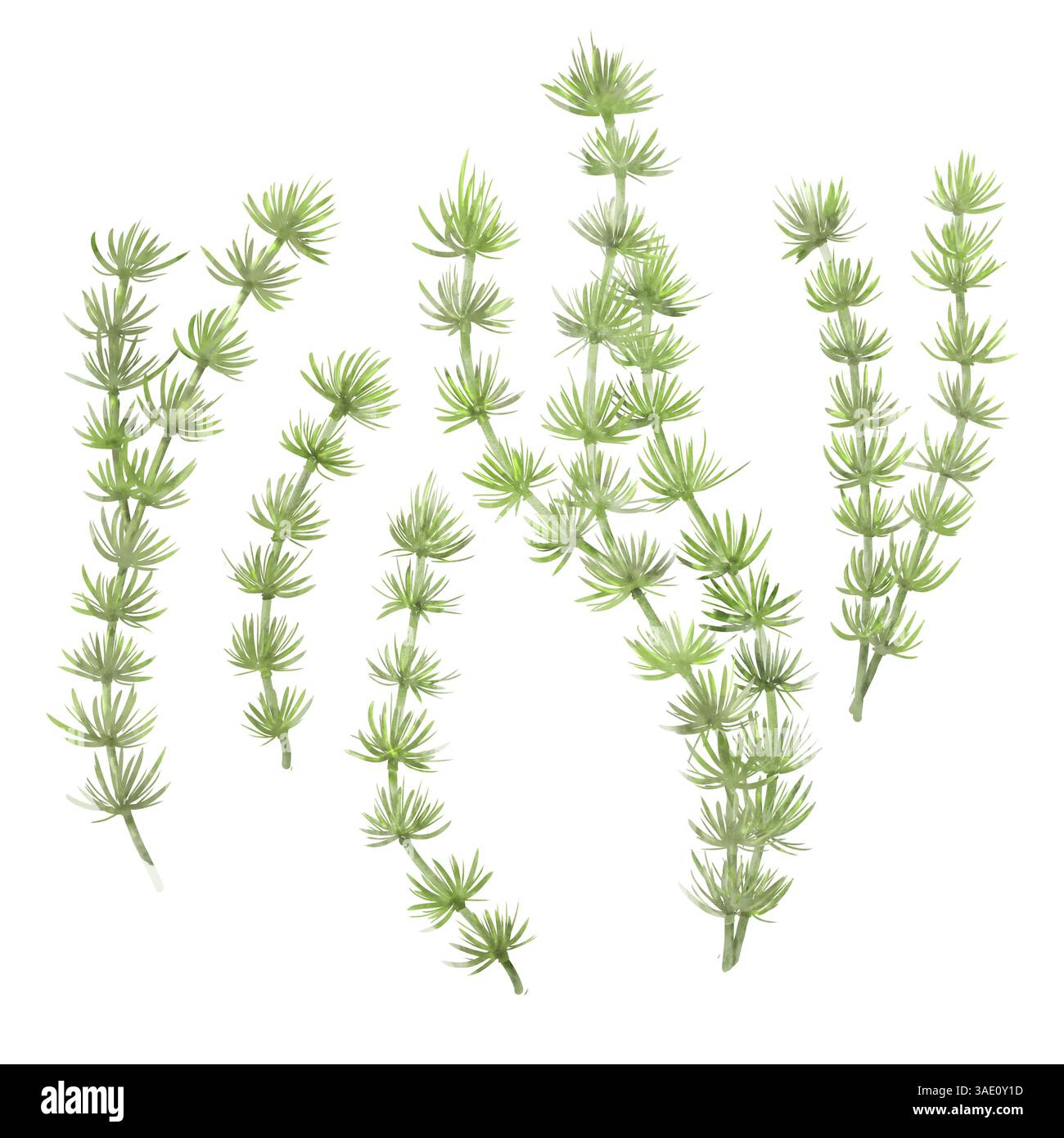 Grüne Algen. Set mit separaten Blättern und Stielen. Digitale Aquarellabbildung. Die Unterwasserwelt des Ozeans und die Blätter der Pflanzen für Stockfoto