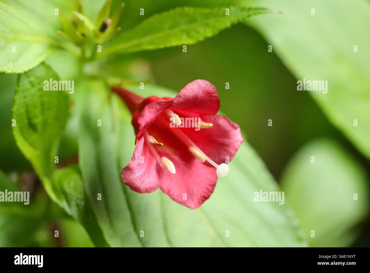 Altmodisches weigela (Weigela florida) Stockfoto