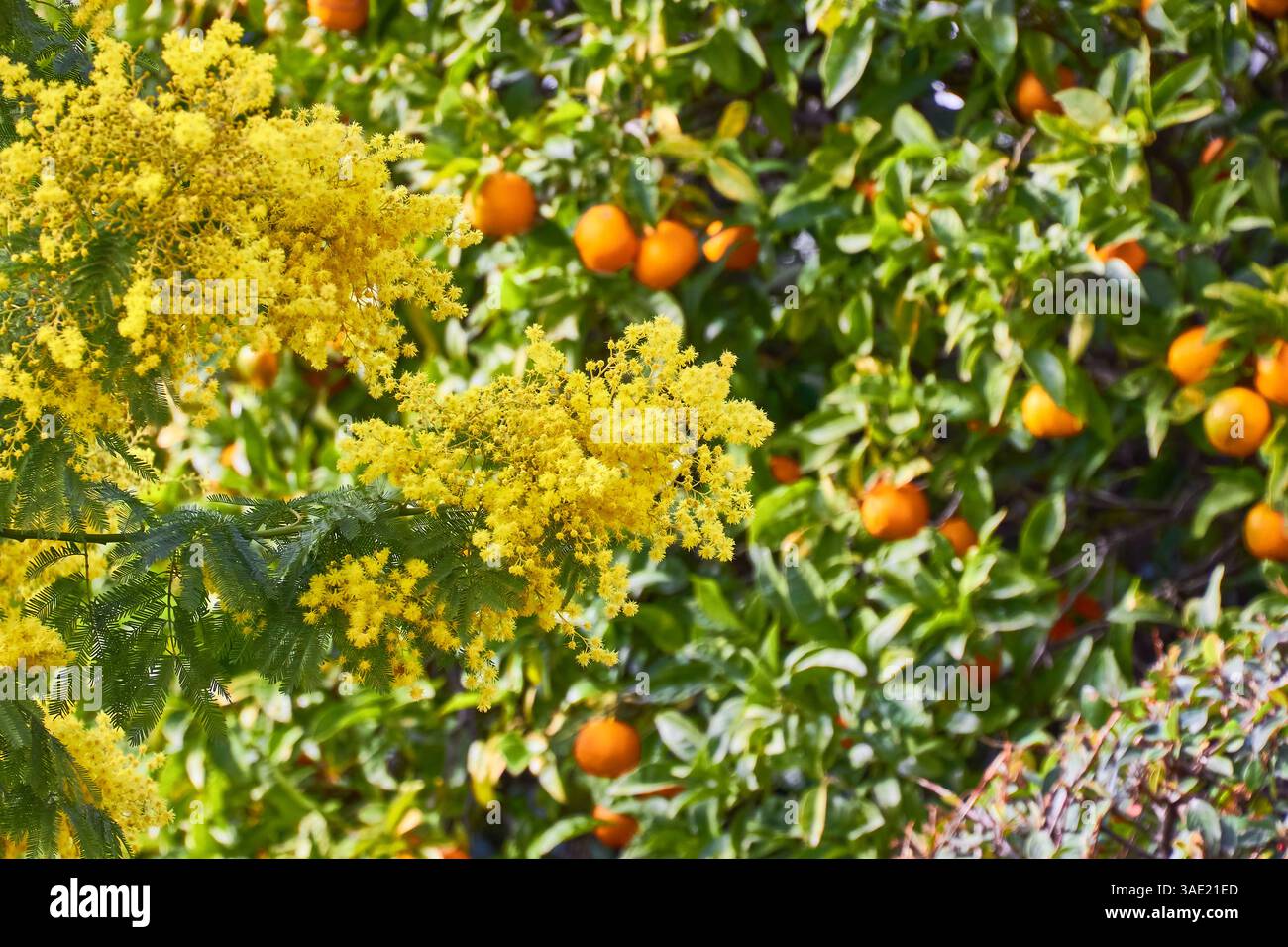 Helle gelbe Mimosa-Blumen mit grünen Blättern und orangefarbenem Baum Hintergrund Stockfoto