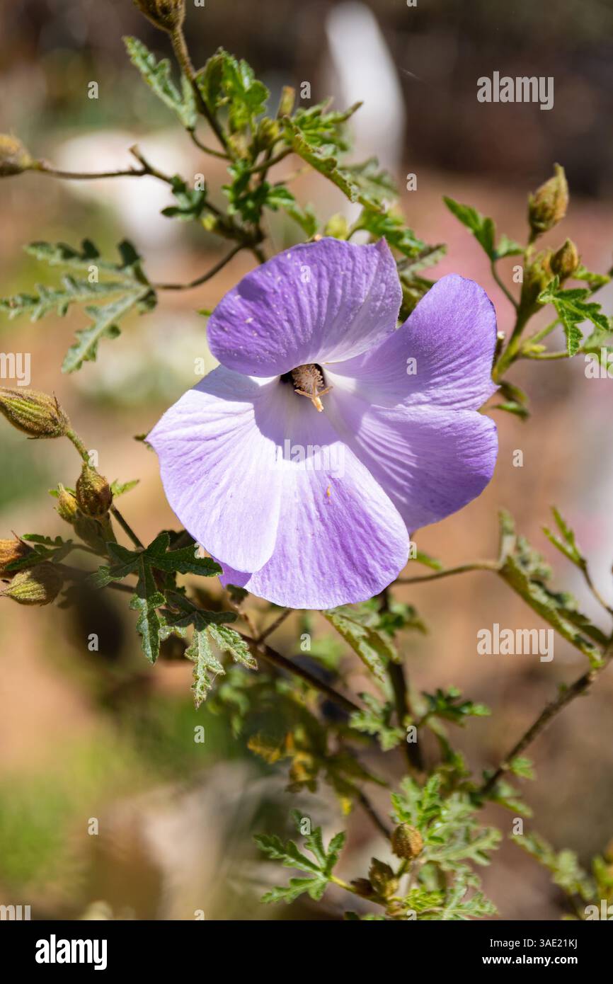Alyogyne huegelii (Lilac Hibiscus) blüht Stockfoto