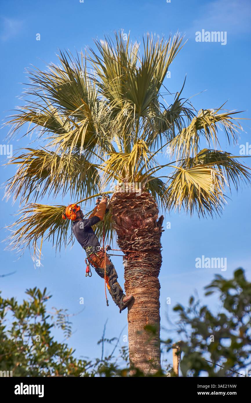 Professioneller Arborist, der bei sonnigem Wetter eine Palme trimmt Stockfoto