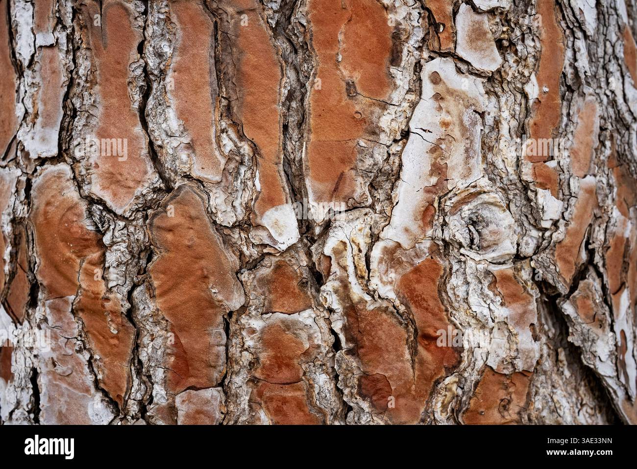 Nahaufnahme eines Hintergrunds aus Kiefernrinde. Hochwertige Fotos Stockfoto