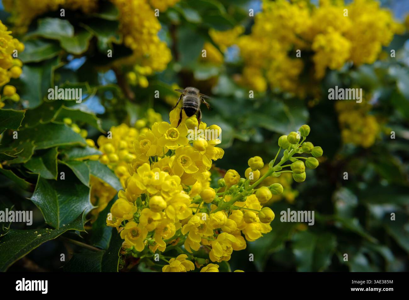 Makroaufnahme einer Biene, die im Frühjahr auf einer blühenden gelben Mahonia-Blume sitzt Stockfoto