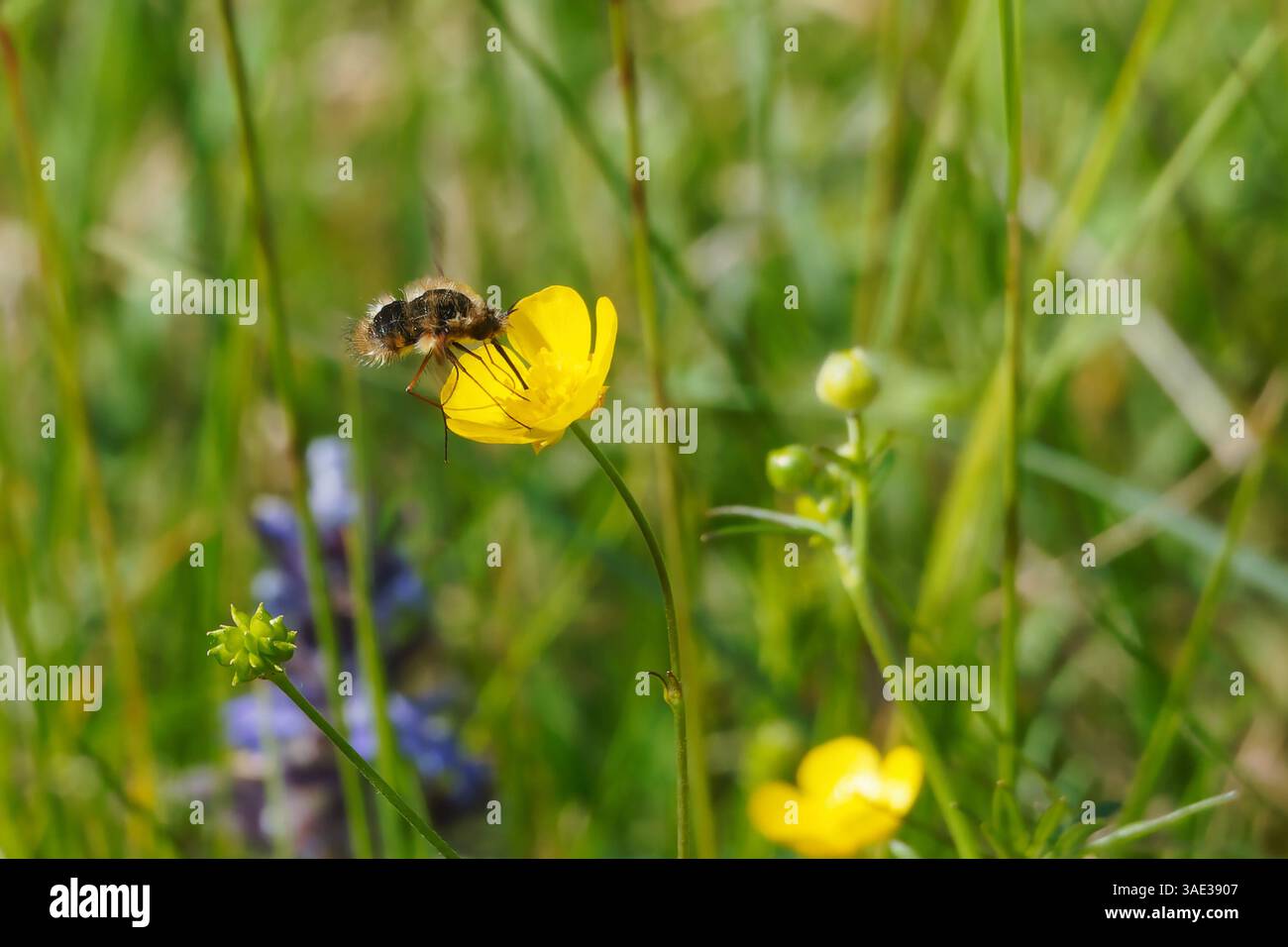Eine Bienenfliege auf der Blüte einer Butterblume Stockfoto