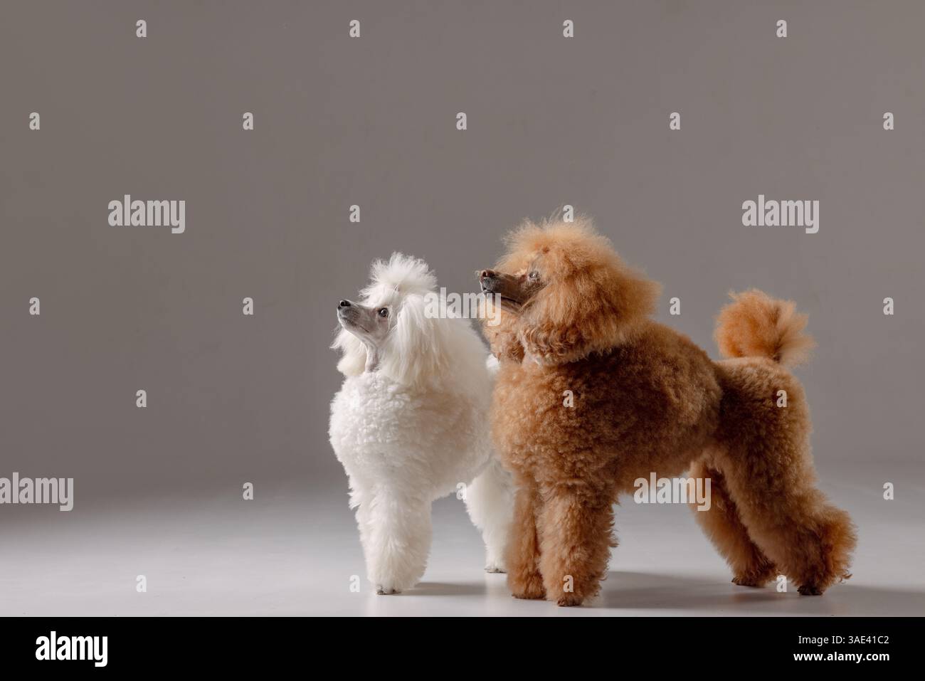 Zwei gut gepflegte Pudel stehen zusammen im Studio, schauen aufmerksam auf, isoliert auf grauem Hintergrund. Stockfoto