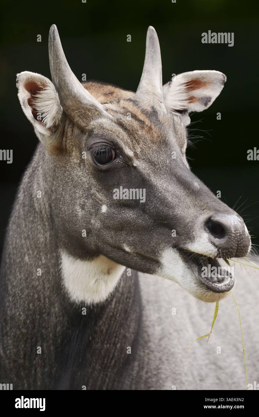 Nilgai oder Blaubulle (Boselaphus tragocamelus), männlich | Nilgauantilope oder Nilgai (Boselaphus tragocamelus), Männchen Stockfoto Nilgai oder Blaubulle (Boselaphus tragocamelus), männlich | Nilgauantilope oder Nilgai (Boselaphus tragocamelus), Männchen Stockfoto