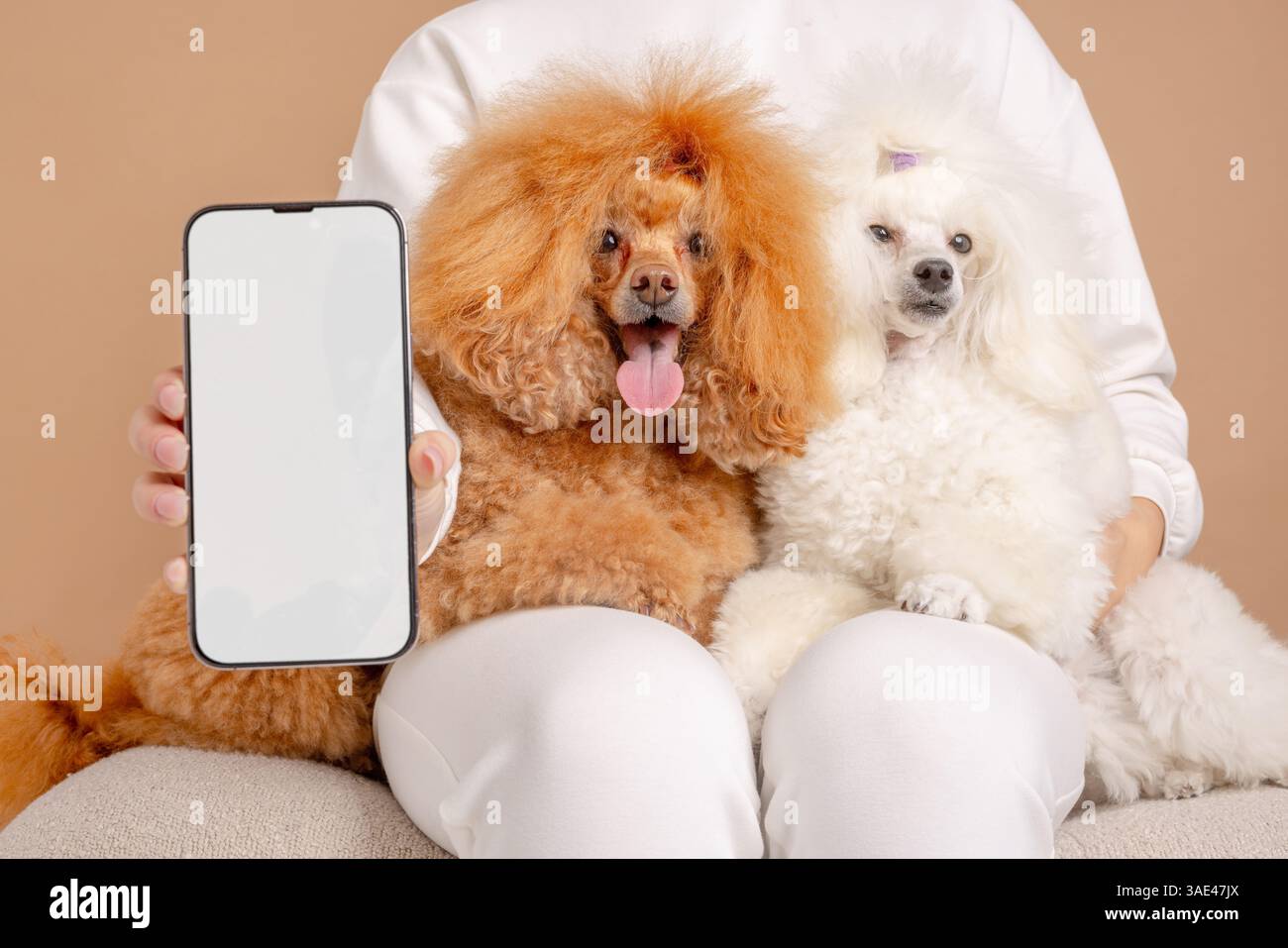 Person mit Smartphone und leerem Bildschirm neben zwei niedlichen Pudeln, die auf dem Schoß sitzen, perfekt für die Mockup-Verwendung. Stockfoto