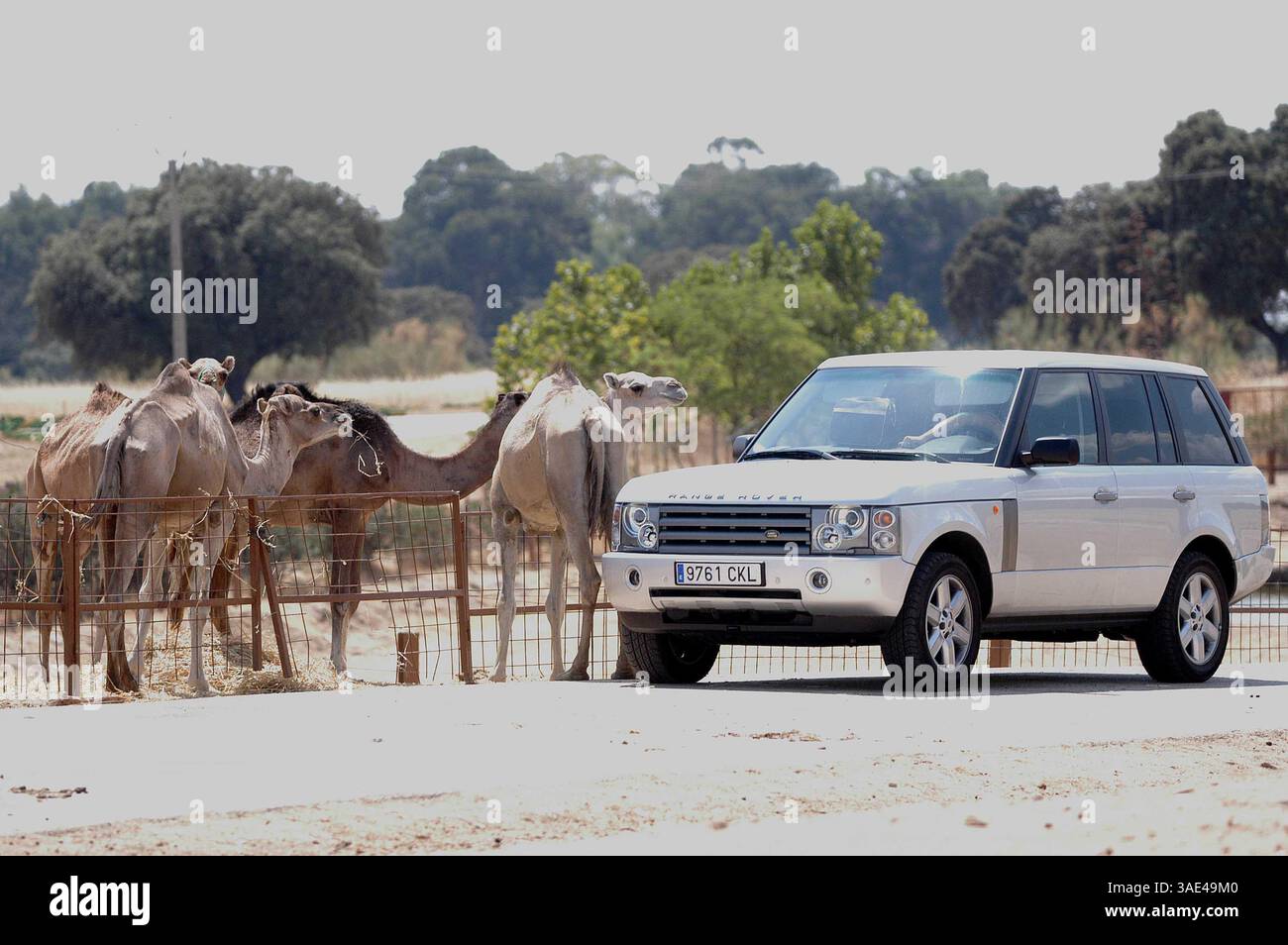 16. August 2003; Madrid, SPANIEN; New Madrid Fußballstar DAVID BECKHAM mit Frau VICTORIA und seinen Kindern verbrachte Samstagmorgen in einem Safari Park in der Nähe von Madrid, wo Tiere frei herumlaufen. Der schützende Familienvater schützte seine Lieben vor eifrigen Kameraobjektiven, aber trotzdem wurden ein paar Schnappschüsse gemacht. (Kreditbild: Remi Agency/ZUMAPRESS.com) Stockfoto