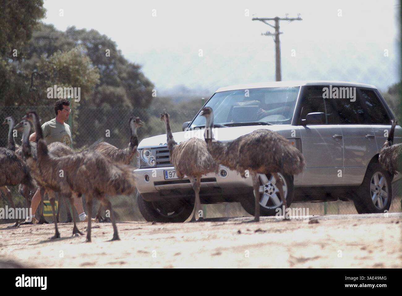 16. August 2003; Madrid, SPANIEN; New Madrid Fußballstar DAVID BECKHAM mit Frau VICTORIA und seinen Kindern verbrachte Samstagmorgen in einem Safari Park in der Nähe von Madrid, wo Tiere frei herumlaufen. Der schützende Familienvater schützte seine Lieben vor eifrigen Kameraobjektiven, aber trotzdem wurden ein paar Schnappschüsse gemacht. (Kreditbild: Remi Agency/ZUMAPRESS.com) Stockfoto