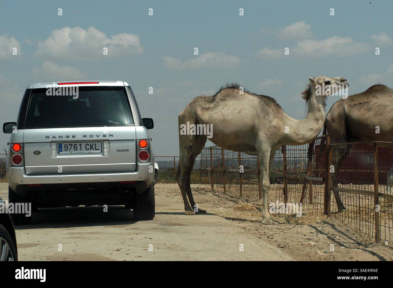 16. August 2003; Madrid, SPANIEN; New Madrid Fußballstar DAVID BECKHAM mit Frau VICTORIA und seinen Kindern verbrachte Samstagmorgen in einem Safari Park in der Nähe von Madrid, wo Tiere frei herumlaufen. Der schützende Familienvater schützte seine Lieben vor eifrigen Kameraobjektiven, aber trotzdem wurden ein paar Schnappschüsse gemacht. (Kreditbild: Remi Agency/ZUMAPRESS.com) Stockfoto