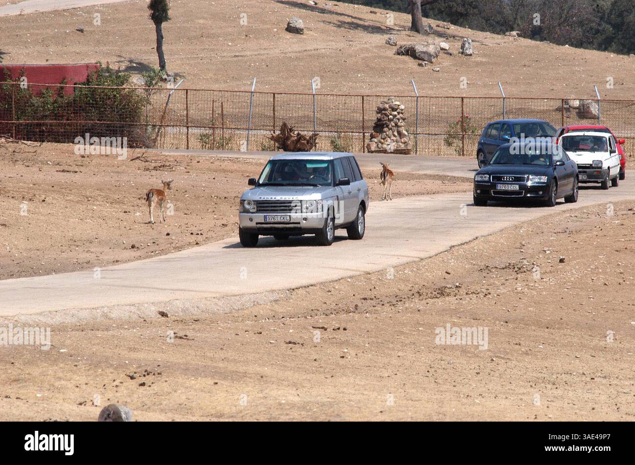 16. August 2003; Madrid, SPANIEN; New Madrid Fußballstar DAVID BECKHAM mit Frau VICTORIA und seinen Kindern verbrachte Samstagmorgen in einem Safari Park in der Nähe von Madrid, wo Tiere frei herumlaufen. Der schützende Familienvater schützte seine Lieben vor eifrigen Kameraobjektiven, aber trotzdem wurden ein paar Schnappschüsse gemacht. (Kreditbild: Remi Agency/ZUMAPRESS.com) Stockfoto