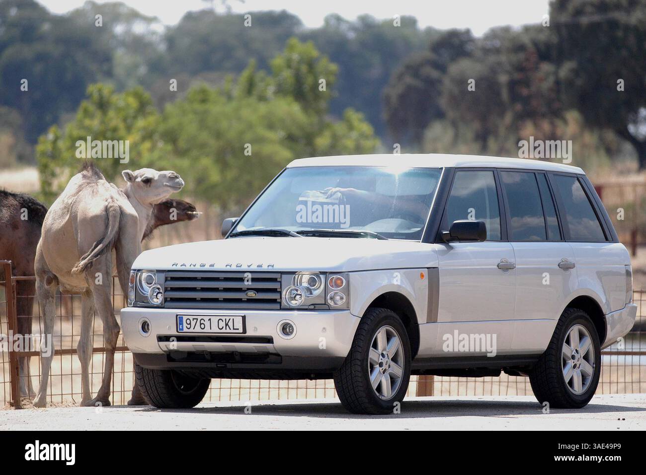 16. August 2003; Madrid, SPANIEN; New Madrid Fußballstar DAVID BECKHAM mit Frau VICTORIA und seinen Kindern verbrachte Samstagmorgen in einem Safari Park in der Nähe von Madrid, wo Tiere frei herumlaufen. Der schützende Familienvater schützte seine Lieben vor eifrigen Kameraobjektiven, aber trotzdem wurden ein paar Schnappschüsse gemacht. (Kreditbild: Remi Agency/ZUMAPRESS.com) Stockfoto