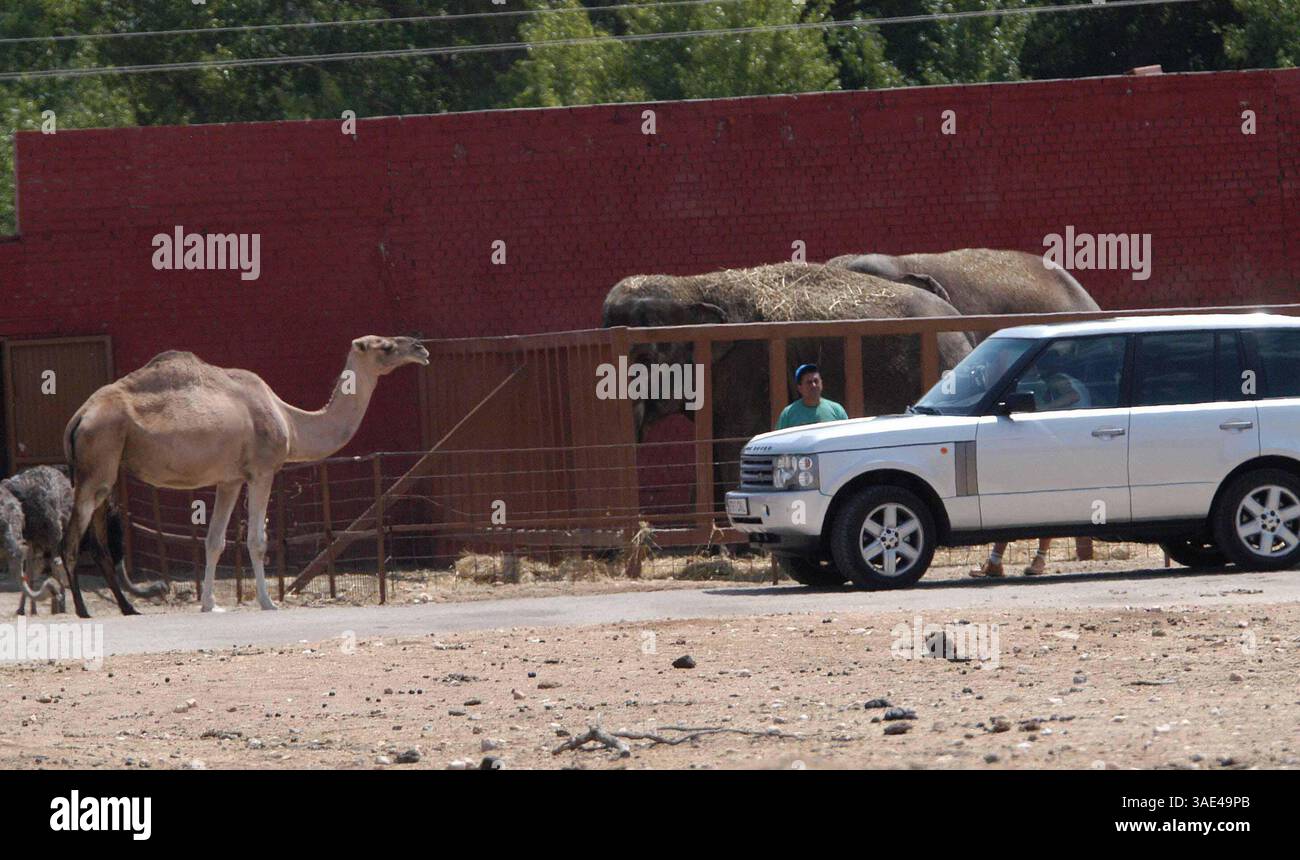16. August 2003; Madrid, SPANIEN; New Madrid Fußballstar DAVID BECKHAM mit Frau VICTORIA und seinen Kindern verbrachte Samstagmorgen in einem Safari Park in der Nähe von Madrid, wo Tiere frei herumlaufen. Der schützende Familienvater schützte seine Lieben vor eifrigen Kameraobjektiven, aber trotzdem wurden ein paar Schnappschüsse gemacht. (Kreditbild: Remi Agency/ZUMAPRESS.com) Stockfoto