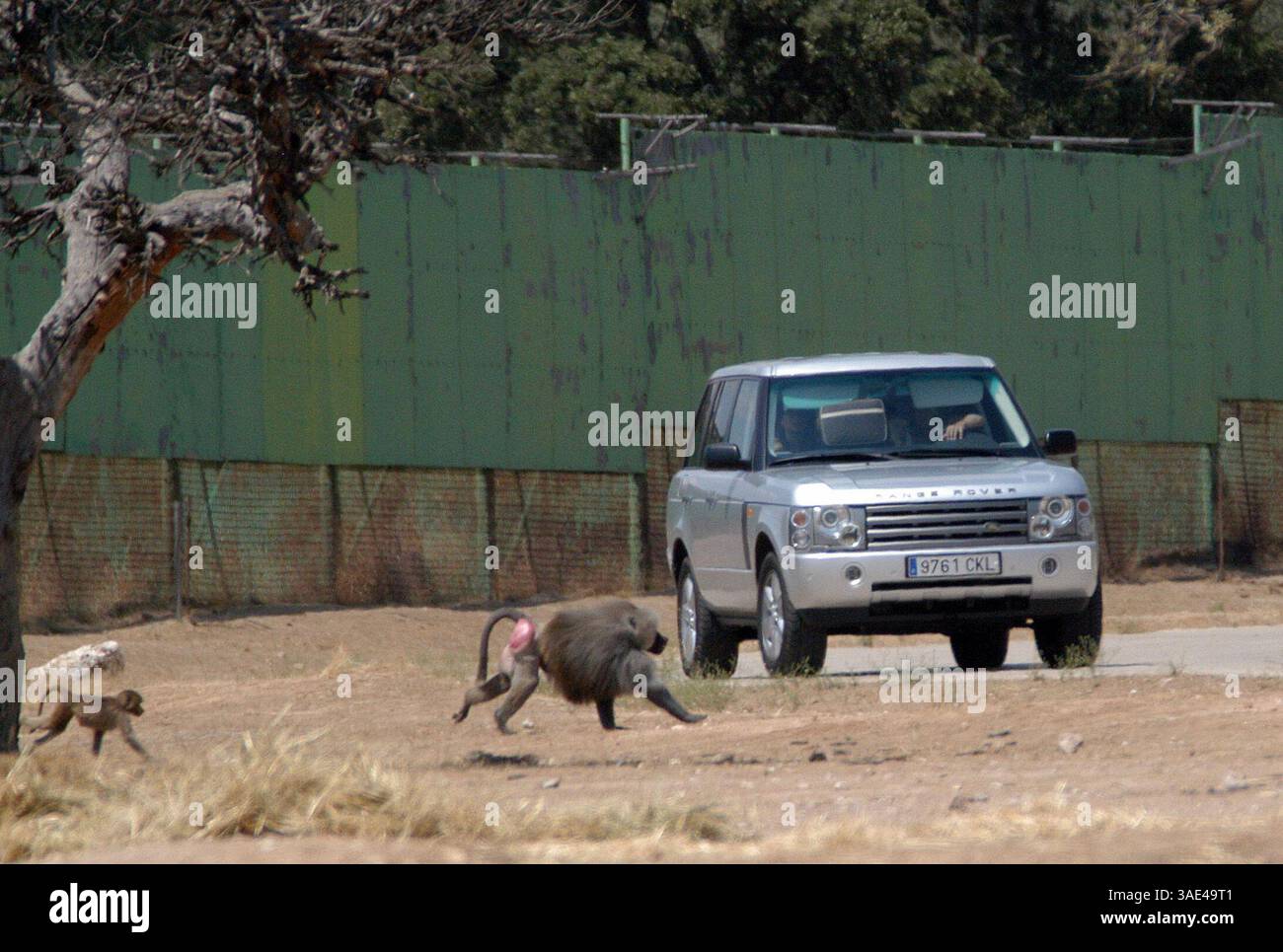 16. August 2003; Madrid, SPANIEN; New Madrid Fußballstar DAVID BECKHAM mit Frau VICTORIA und seinen Kindern verbrachte Samstagmorgen in einem Safari Park in der Nähe von Madrid, wo Tiere frei herumlaufen. Der schützende Familienvater schützte seine Lieben vor eifrigen Kameraobjektiven, aber trotzdem wurden ein paar Schnappschüsse gemacht. (Kreditbild: Remi Agency/ZUMAPRESS.com) Stockfoto