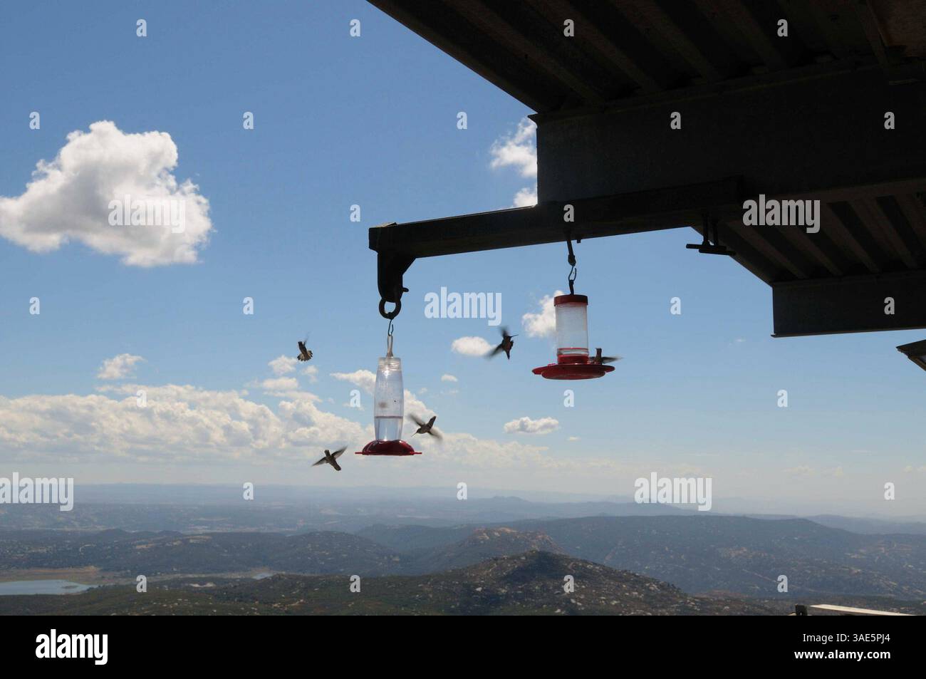 Oktober 2009 - San Diego, Kalifornien, USA - U.S. Forest Service Fire Lookout Norm Mitchell beobachtet die umliegende Landschaft auf Anzeichen von Rauch, Beleuchtung und anderen Aktivitäten, die den Beginn eines Waldbrands in der Umgebung des Los Pinos Mountain Lookout Tower im Cleveland National Forest 50 Meilen östlich von San Diego, Kalifornien, signalisieren könnten. IM BILD: Kolibri, die am Turm hängen, locken Dutzende der Nektar-Futtermittel an und sind eine Quelle der Unterhaltung (Bild: Earl S. Cryer/ZUMAPRESS.com) Stockfoto