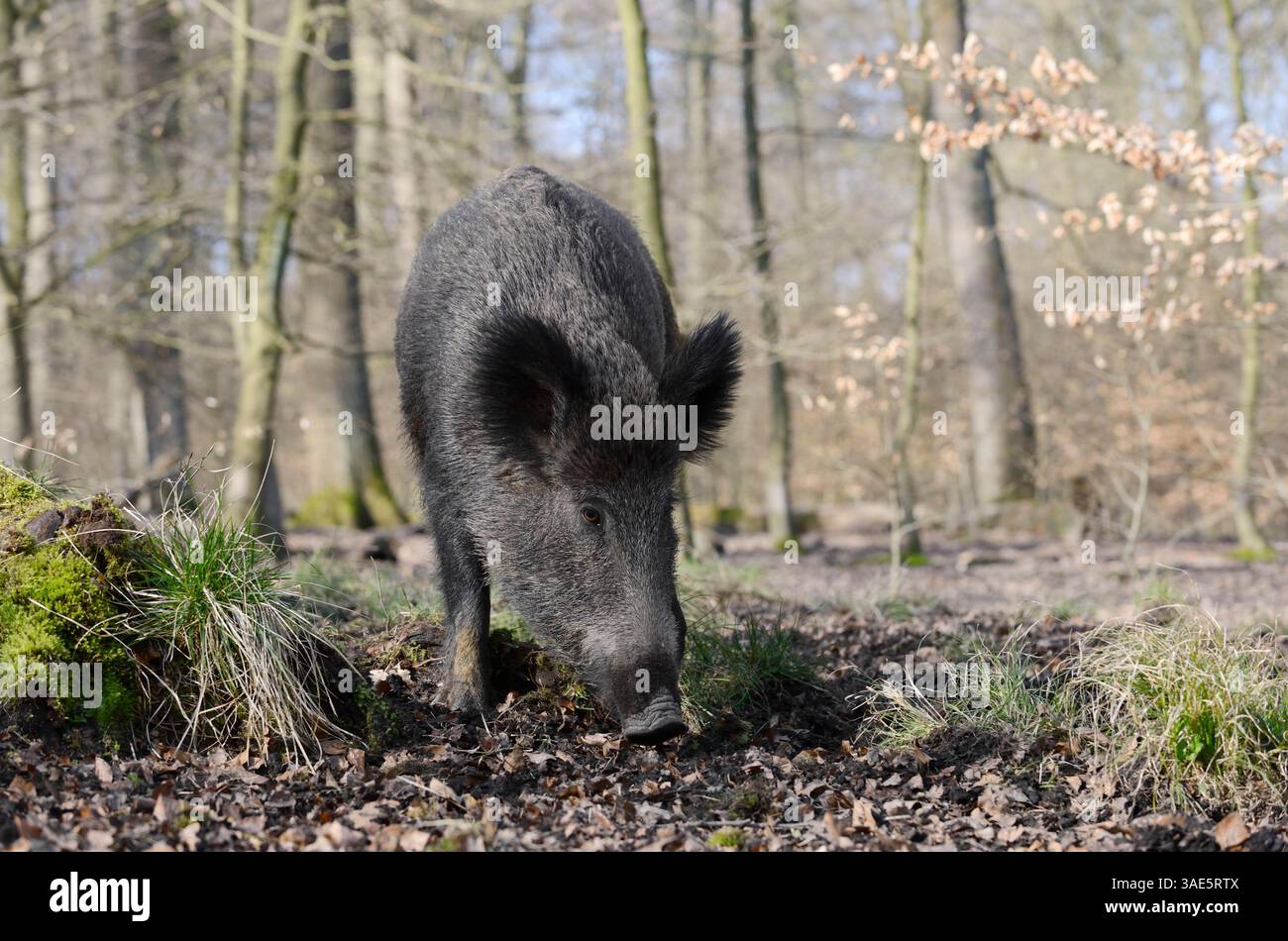 Europäisches Wildschwein (Sus scrofa scrofa), weiblich, Deutschland | Europäisches Wildschwein (Sus scrofa scrofa scrofa), Bache, Deutschland Stockfoto