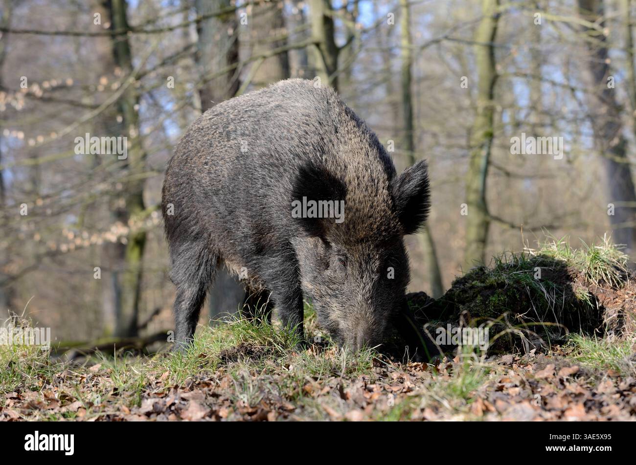 Europäisches Wildschwein (Sus scrofa scrofa), weiblich, Deutschland | Europäisches Wildschwein (Sus scrofa scrofa scrofa), Bache, Deutschland Stockfoto