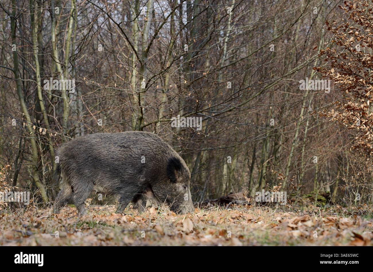Europäisches Wildschwein (Sus scrofa scrofa), weiblich, Deutschland | Europäisches Wildschwein (Sus scrofa scrofa scrofa), Bache, Deutschland Stockfoto