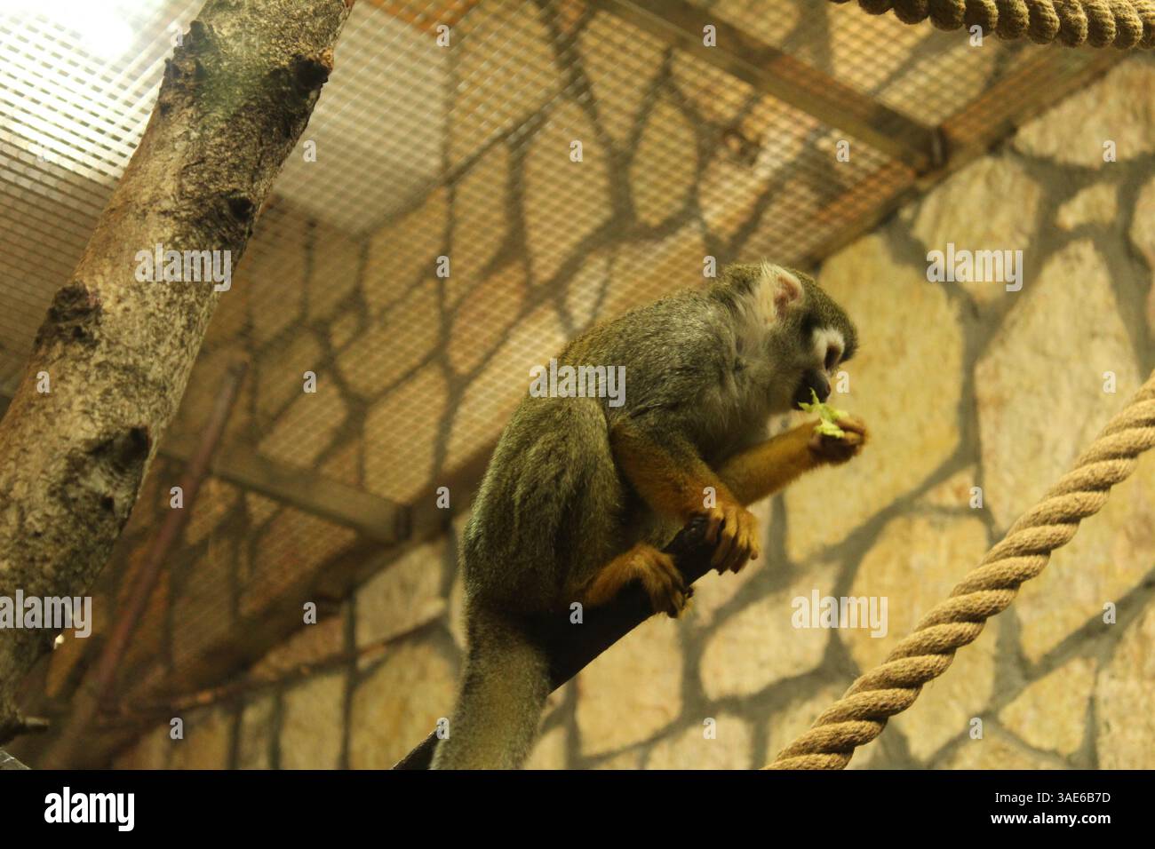 Eichhörnchen-Affe ist ein kleiner Affe, der auf einem Ast sitzt und isst. Affen im Zoo füttern. Stockfoto
