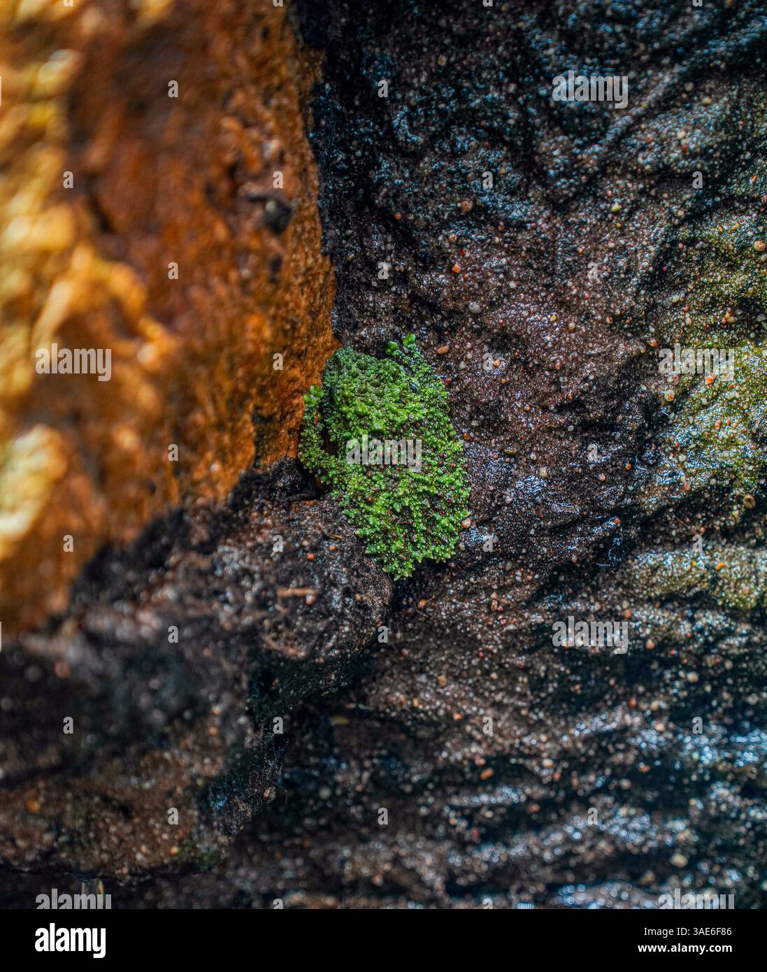 Die moosigen Frosch, vietnamesische moosigen Frosch oder Tonkin Bug-eyed Frosch, Theloderma Corticale findet in Nordvietnam. Stockfoto