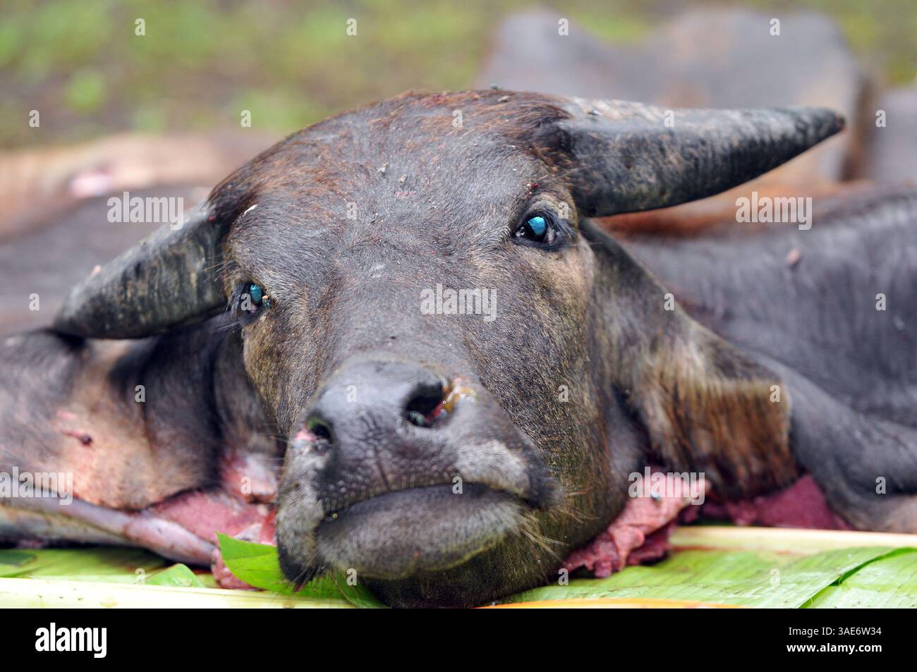 18. Juni 2008 - Chiang Mai, Thailand - Chiang Mai, Thailands zweitgrößte Stadt und ein wichtiger Tourismuszentrum, birgt ein dunkles Geheimnis, das eine Szene aus einem Horrorfilm sein könnte. Tief im Dschungelwald im Schatten des Doi Kham Tempels findet eine rituelle Zeremonie statt, inmitten von rasenden, staunenden und einigen schockierten Einheimischen und einer Handvoll Touristen, in einem Dunst von Insekten und Delirium. Ein Schuljunge verschlingt einen frisch geschlachteten Büffel, der unter ihm liegt wie ein blutiger Teppich. Scheiben von sehnlichem Fleisch, hängende Eingeweide und ein Eimer voller Blut sind die Spezialitäten des Tages. Der Wald stinkt nach verfallendem Fleisch und Stockfoto