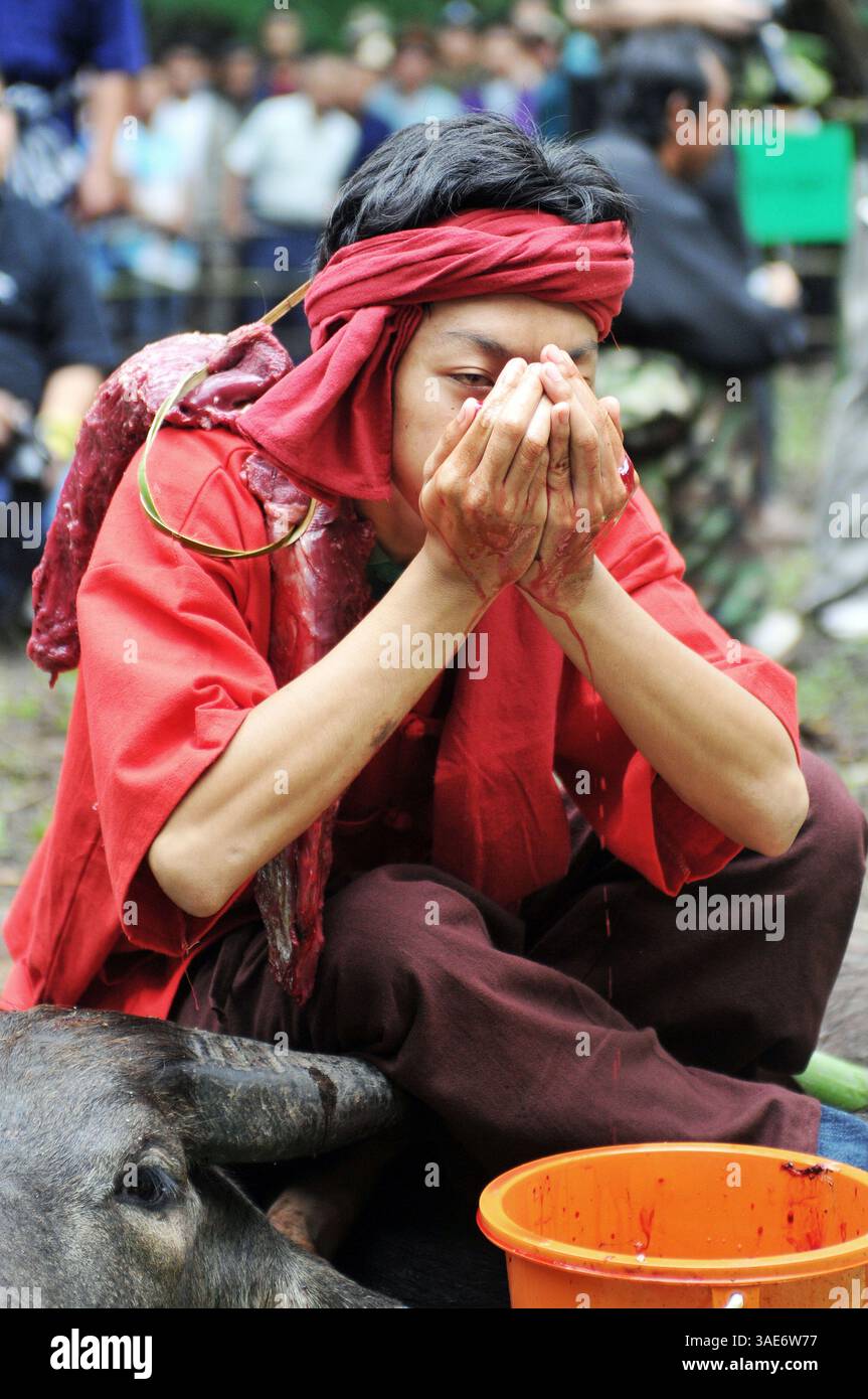 18. Juni 2008 - Chiang Mai, Thailand - Chiang Mai, Thailands zweitgrößte Stadt und ein wichtiger Tourismuszentrum, birgt ein dunkles Geheimnis, das eine Szene aus einem Horrorfilm sein könnte. Tief im Dschungelwald im Schatten des Doi Kham Tempels findet eine rituelle Zeremonie statt, inmitten von rasenden, staunenden und einigen schockierten Einheimischen und einer Handvoll Touristen, in einem Dunst von Insekten und Delirium. Ein Schuljunge verschlingt einen frisch geschlachteten Büffel, der unter ihm liegt wie ein blutiger Teppich. Scheiben von sehnlichem Fleisch, hängende Eingeweide und ein Eimer voller Blut sind die Spezialitäten des Tages. Der Wald stinkt nach verfallendem Fleisch und Stockfoto