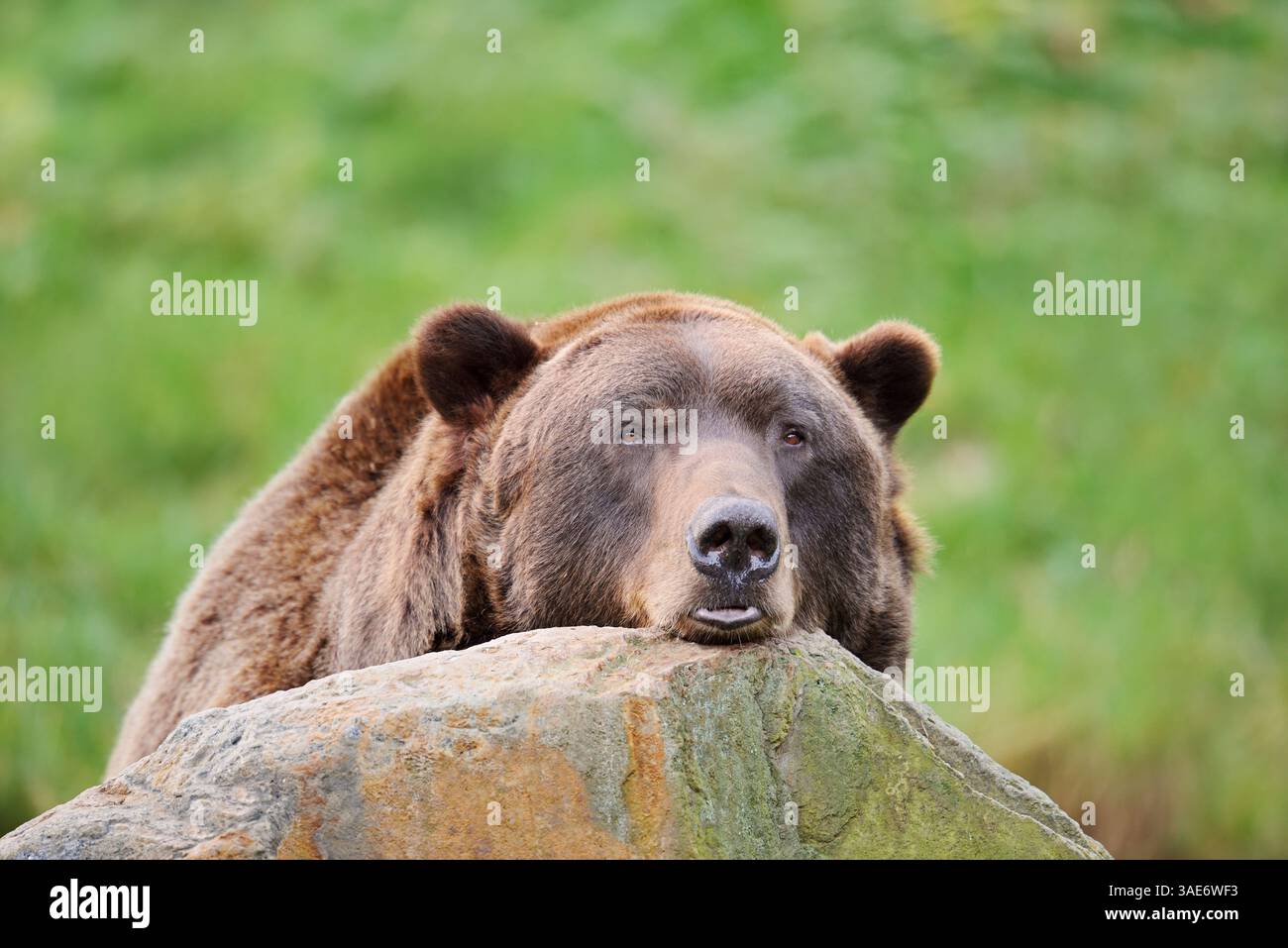 Eurasischer Braunbär (Ursus arctos arctos) | Europäischer Braunbär (Ursus arctos arctos) Stockfoto