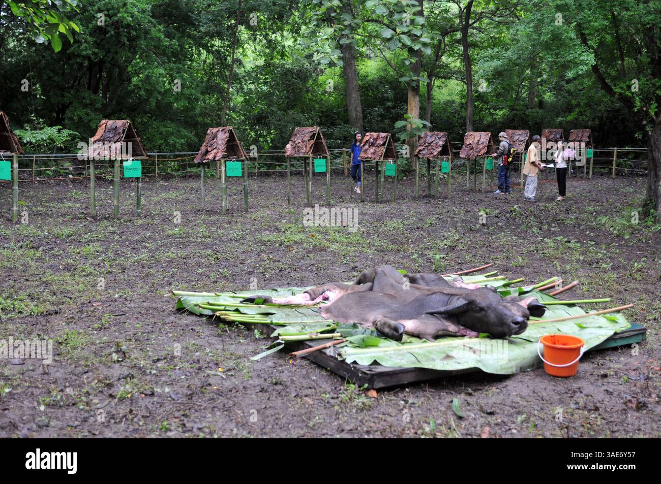 18. Juni 2008 - Chiang Mai, Thailand - Chiang Mai, Thailands zweitgrößte Stadt und ein wichtiger Tourismuszentrum, birgt ein dunkles Geheimnis, das eine Szene aus einem Horrorfilm sein könnte. Tief im Dschungelwald im Schatten des Doi Kham Tempels findet eine rituelle Zeremonie statt, inmitten von rasenden, staunenden und einigen schockierten Einheimischen und einer Handvoll Touristen, in einem Dunst von Insekten und Delirium. Ein Schuljunge verschlingt einen frisch geschlachteten Büffel, der unter ihm liegt wie ein blutiger Teppich. Scheiben von sehnlichem Fleisch, hängende Eingeweide und ein Eimer voller Blut sind die Spezialitäten des Tages. Der Wald stinkt nach verfallendem Fleisch und Stockfoto