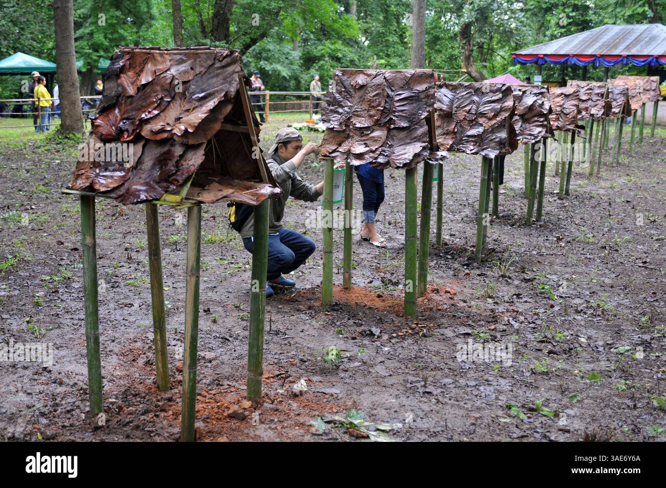 18. Juni 2008 - Chiang Mai, Thailand - Chiang Mai, Thailands zweitgrößte Stadt und ein wichtiger Tourismuszentrum, birgt ein dunkles Geheimnis, das eine Szene aus einem Horrorfilm sein könnte. Tief im Dschungelwald im Schatten des Doi Kham Tempels findet eine rituelle Zeremonie statt, inmitten von rasenden, staunenden und einigen schockierten Einheimischen und einer Handvoll Touristen, in einem Dunst von Insekten und Delirium. Ein Schuljunge verschlingt einen frisch geschlachteten Büffel, der unter ihm liegt wie ein blutiger Teppich. Scheiben von sehnlichem Fleisch, hängende Eingeweide und ein Eimer voller Blut sind die Spezialitäten des Tages. Der Wald stinkt nach verfallendem Fleisch und Stockfoto