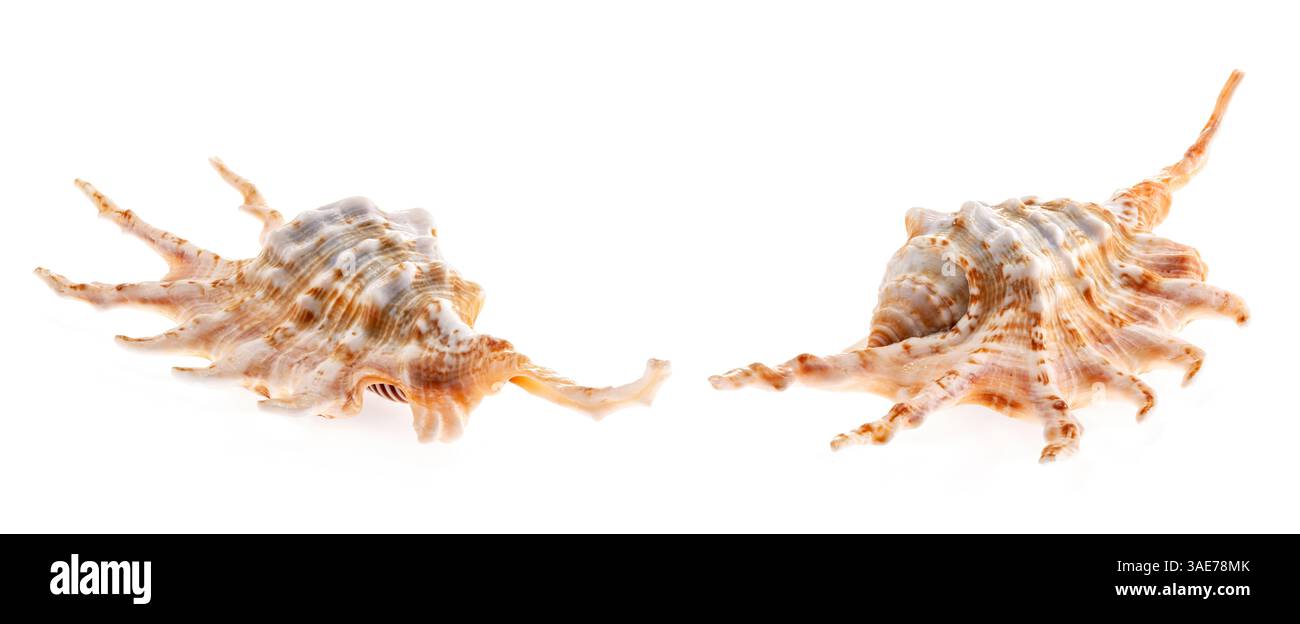 Lambis skorpio Muscheln isoliert auf weißem Hintergrund. Orangefarbene Skorpion Conch Shell, Spinnennuschel Muschel Stockfoto