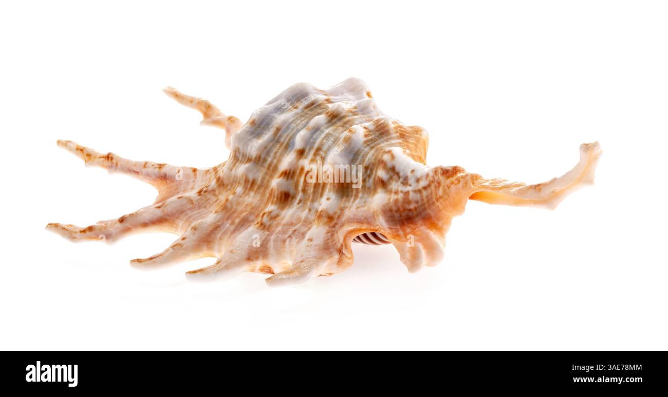Lambis skorpio Muscheln isoliert auf weißem Hintergrund. Orangefarbene Skorpion Conch Shell, Spinnennuschel Muschel Stockfoto