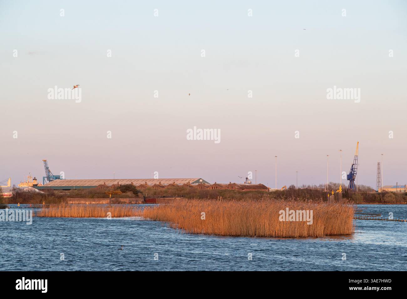 Cardiff Bay Wetlands, Cardiff Bay, Wales Stockfoto