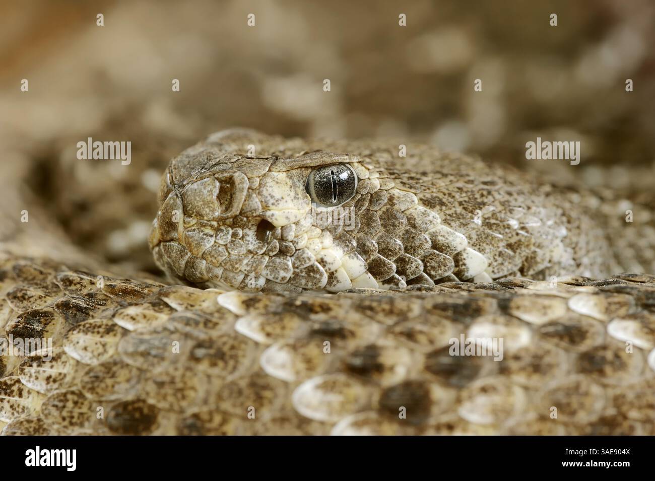 Westliche Diamant-Klapperschlange (Crotalus atrox) | Texas-Klapperschlange oder Westliche Diamant-Klapperschlange (Crotalus atrox) Stockfoto