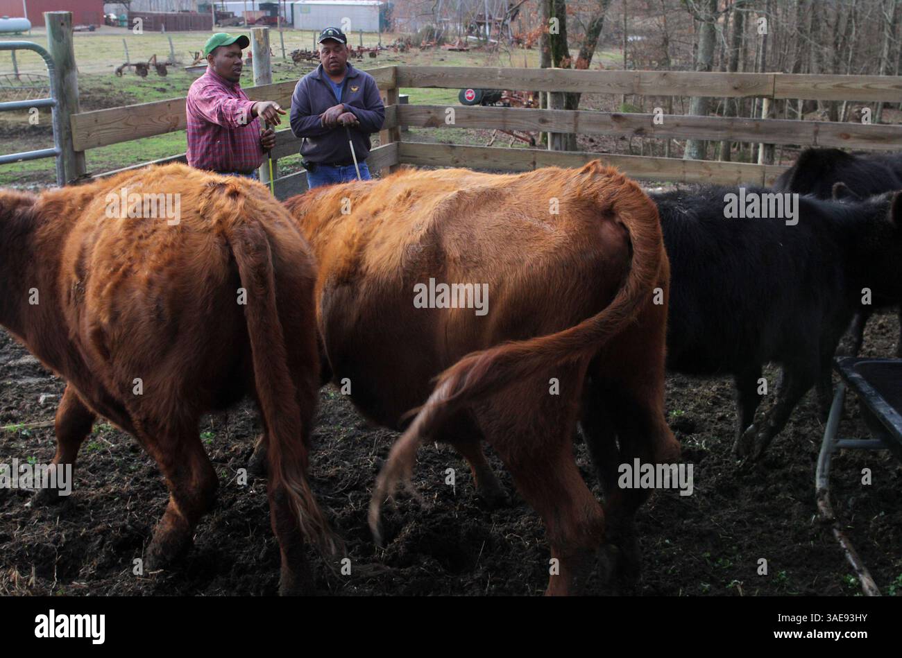24. Februar 2012 - Reidsville, NC, USA - Tabakbauern John Ashe, hinten rechts, 44, entscheidet, welche seiner Kühe am Freitag mit Hilfe von Marshay Privott, hinten links, in Ashe's Reidsville, North Carolina, auf der Farm verkauft werden. Februar 2012. "Jedes bisschen hilft", sagte Ashe und bezog sich auf das zusätzliche Geld, das er mit dem Viehverkauf erzielen will, was, wie er sagt, in geringem Maße dazu beiträgt, sein Tabakgeschäft am Laufen zu halten. Die Tabakbauern in North Carolina befürchten, dass sie einen Großteil ihres Exportgeschäfts verlieren könnten, weil die Gesundheitsindustrie Tabakerzeugnisse von einem großen Handelsabkommen mit ausschließen möchte Stockfoto