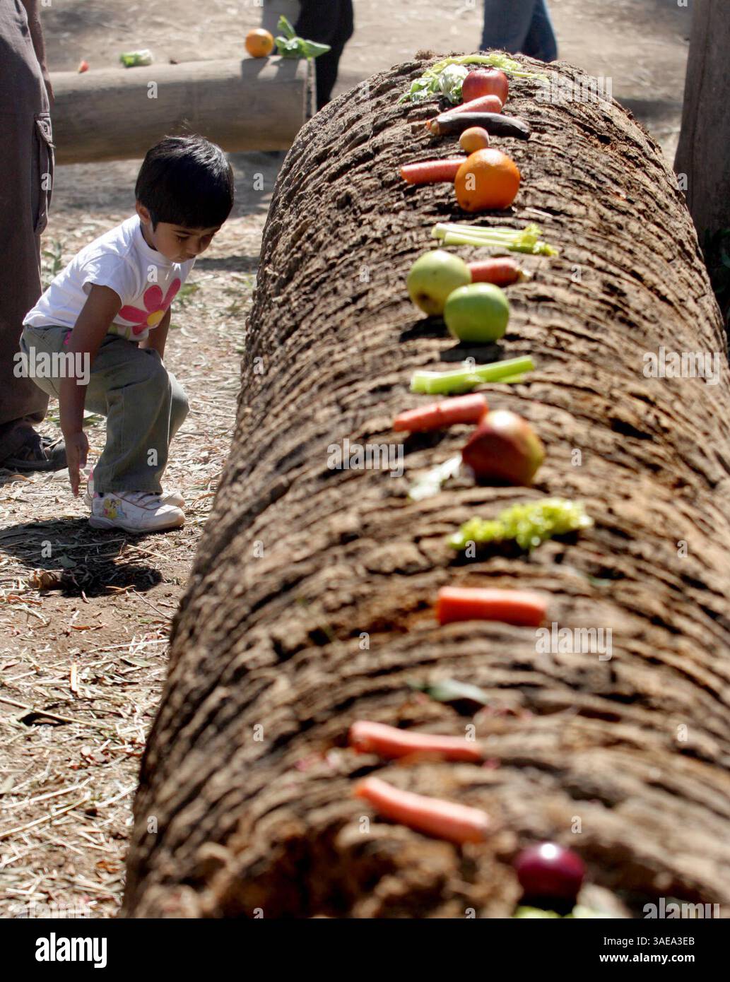 Pavithra Harsha, 2, aus Cupertino, versucht, ein Gemüse unter einem Stamm zu verstecken, um die Elefanten im Rahmen des Festes für das Biest im Oakland Zoo in Oakland, Kalifornien, am Samstag, den 14. Juli 2007 zu füttern. (Bild: Oakland Tribune/ZUMAPRESS.com) Stockfoto