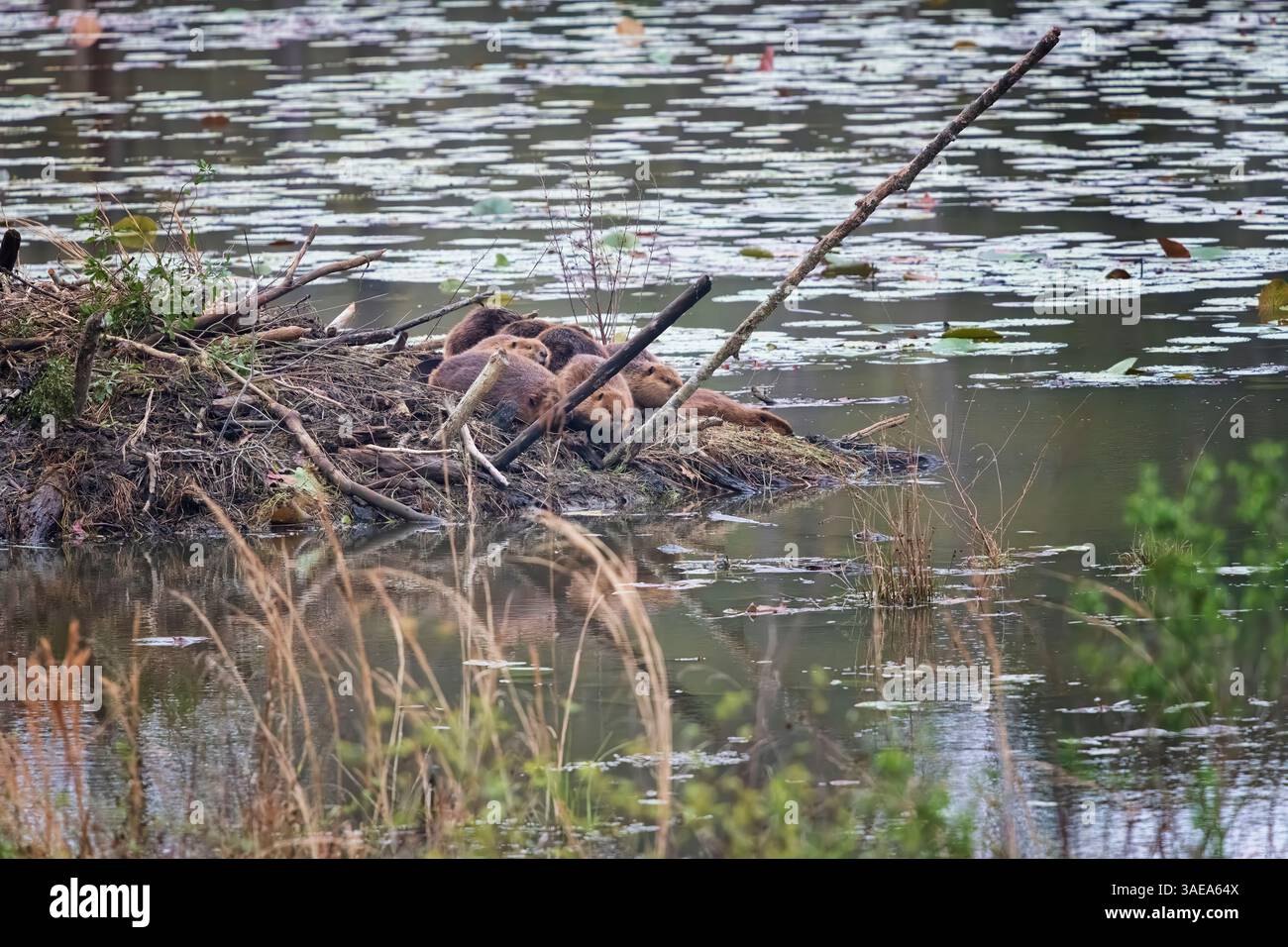 Beaver Lodge am See im Norden Floridas, große Familie versammelte sich und erholte sich tagsüber. Stockfoto