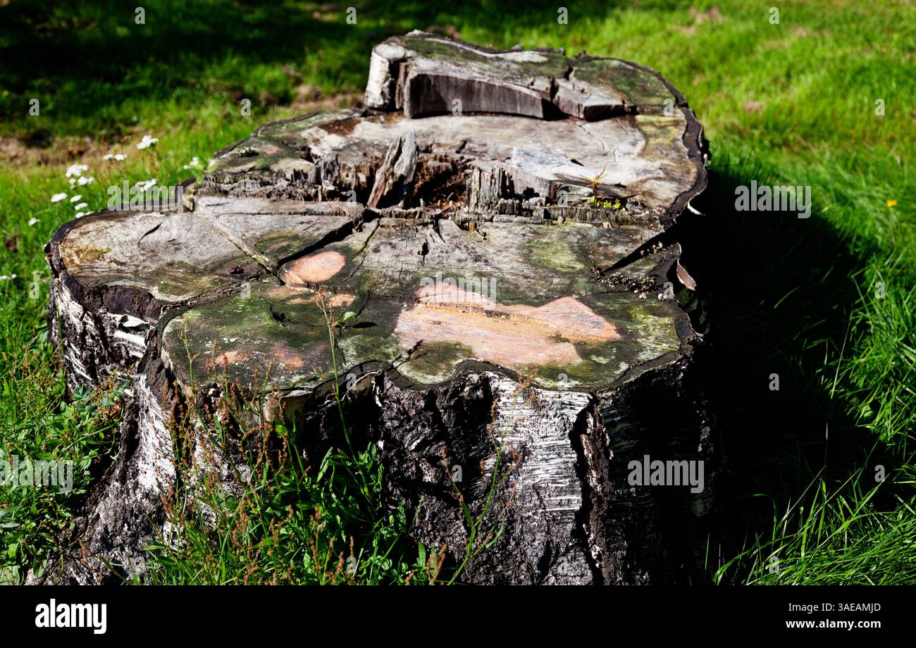 Ein natürlich zersetzter Baumstumpf in einem grasbewachsenen Gebiet zeigt komplizierte Muster von Verfall und Verwitterung. Stockfoto