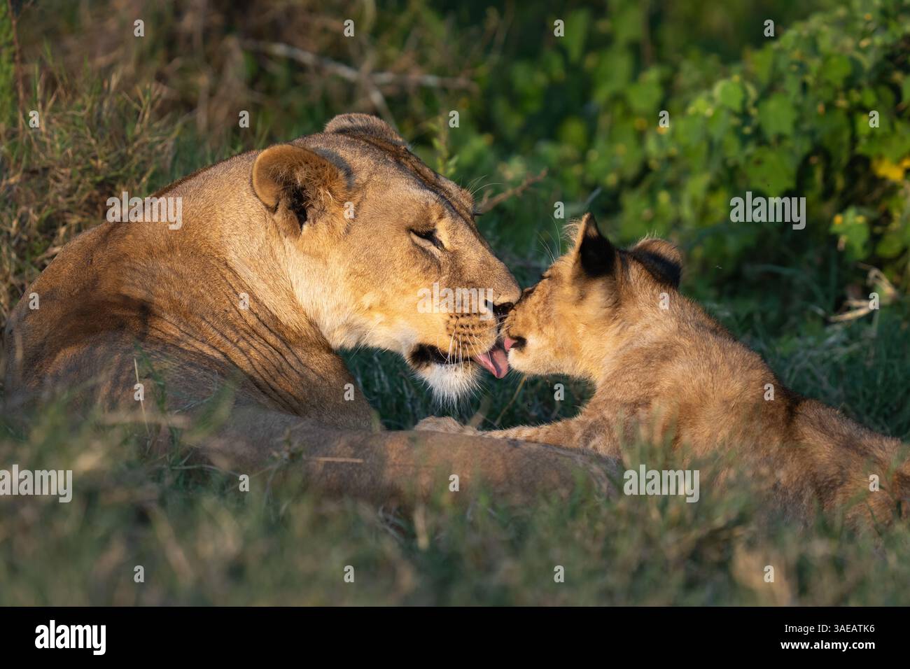 Löwin und Junges, die sich bei Sonnenuntergang im Gras küssen Stockfoto
