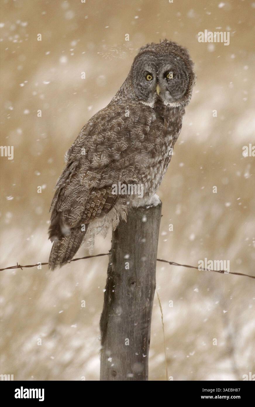 November 2003; Whitefish, MT, USA; eine große graue Eule sitzt auf einem Zaunpfosten während eines Schneeschauens in der Nähe von Whitefish, MT. Großgraue Eulen sind die größte Eulenart in Nordamerika. (Bild: Robin Loznak/ZUMAPRESS.com) Stockfoto