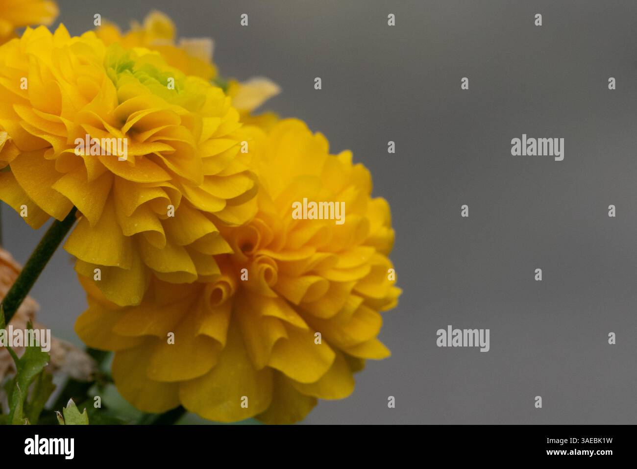 Ein Paar gelber, blühender Ranunkelblüten mit mehrschichtigen Blütenblättern und sanfter Beleuchtung, auf einem glatten, neutralen Hintergrund im Seitenprofil. Stockfoto