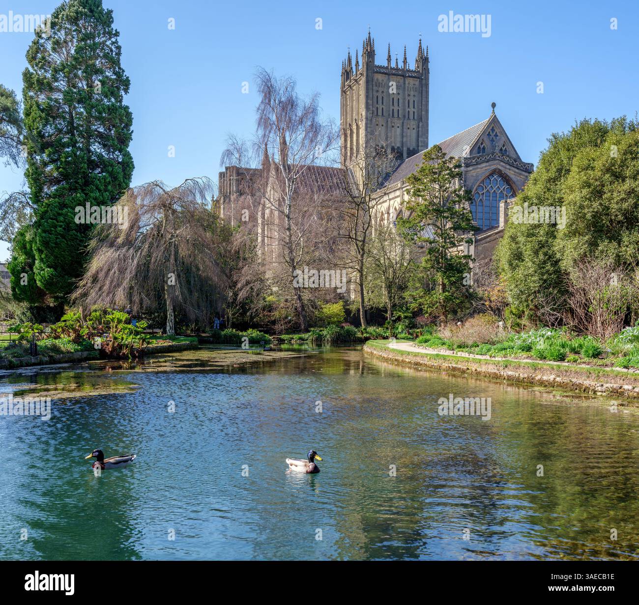 Wells Cathedral aus den Gärten des Bischofspalastes in Wells Somerset, Großbritannien Stockfoto