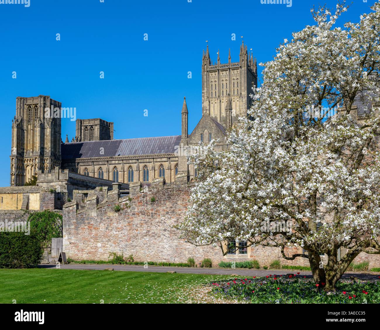 Wells Cathedral auf dem Gelände des Bischofspalastes in Wells Somerset, Großbritannien Stockfoto