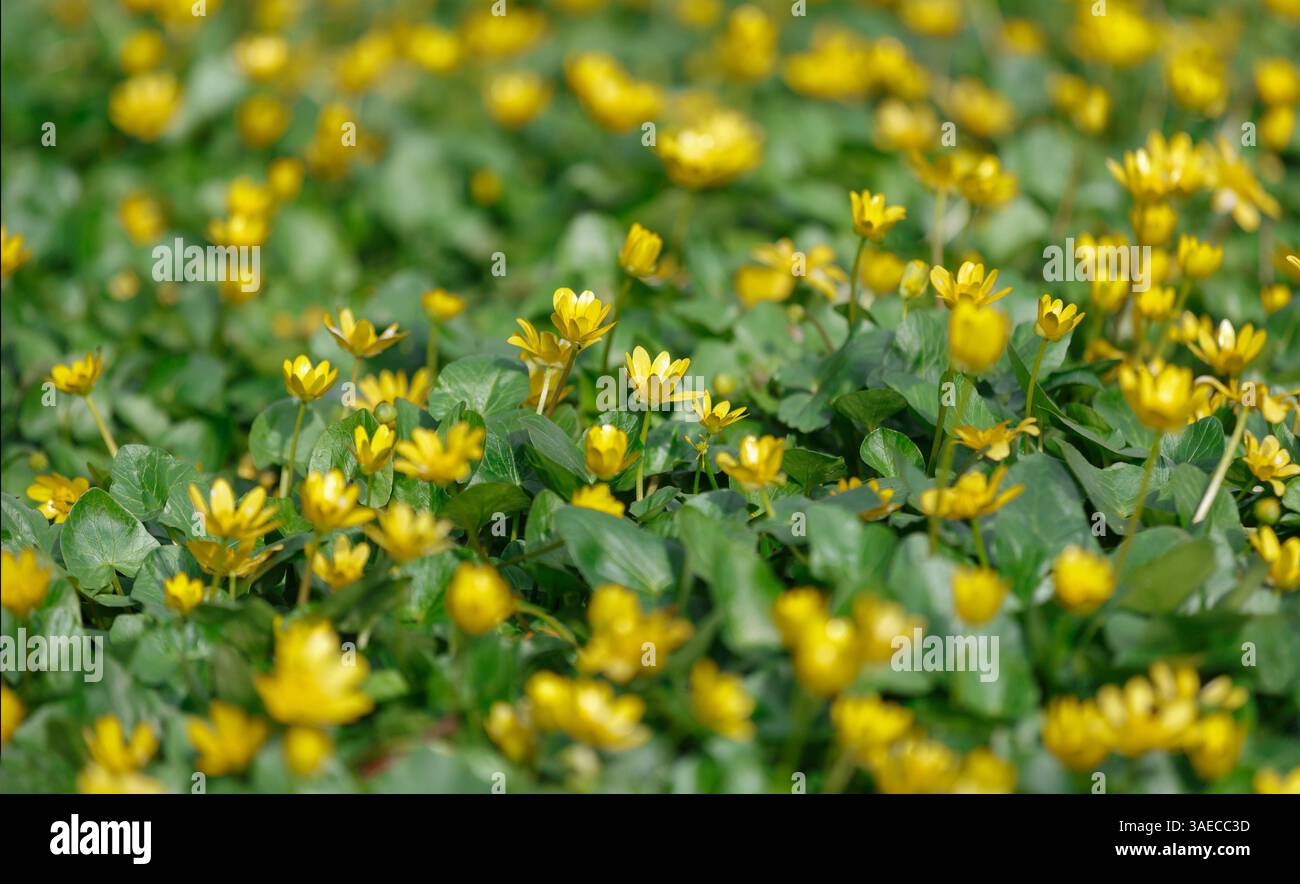Feld von Butterblumen mit geringer Schärfentiefe. Frühlingsblumen Stockfoto