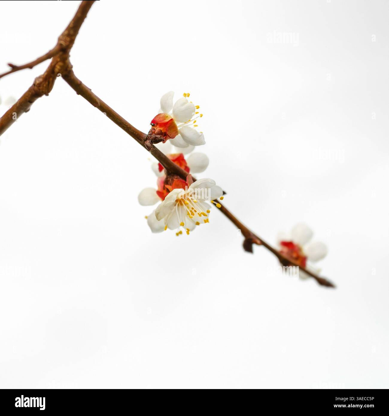 Kirschenzweig mit Blumen auf hellem Hintergrund Nahaufnahme Stockfoto