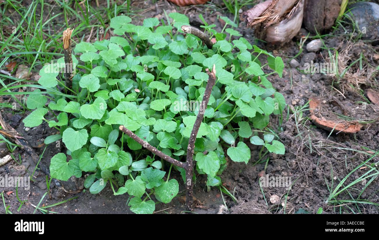 Junge Triebe wachsen in einem konzentrierten Gebiet aus. Stockfoto