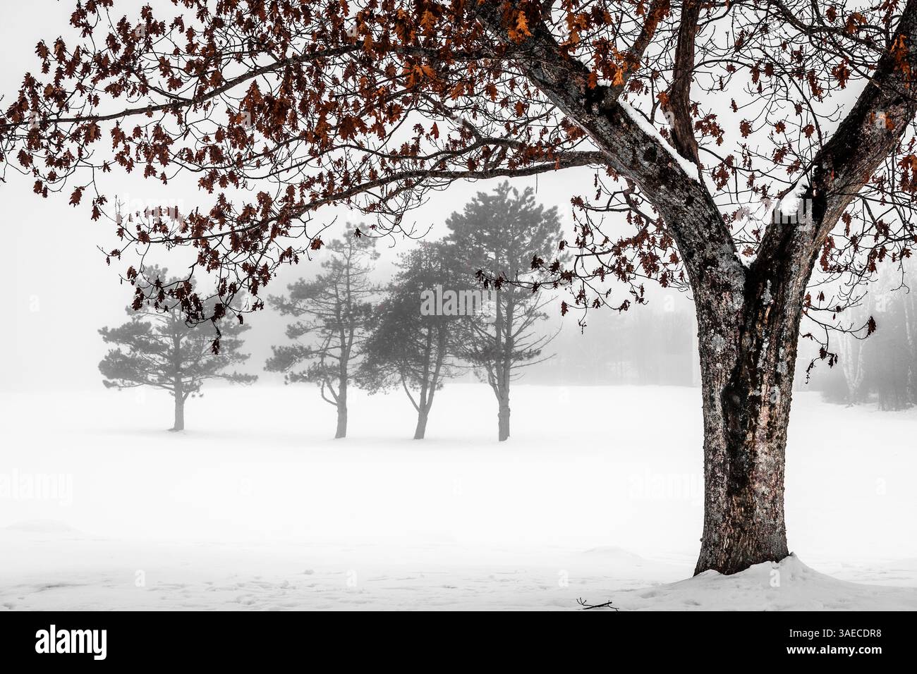 Schneebedeckte Bedingungen auf einem Golfplatz in Dartmouth, Nova Scotia, Kanada. Stockfoto